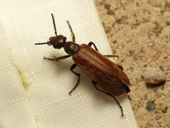 Epicauta ochrea