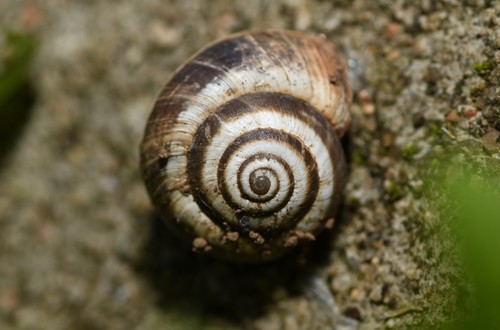 Vineyard Snail