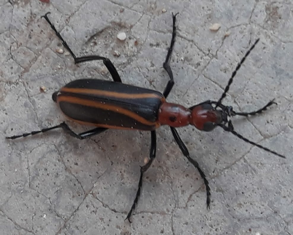 Pyrota decorata