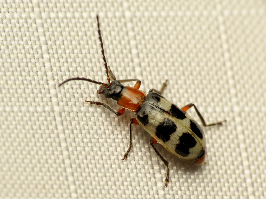 Paranapiacaba