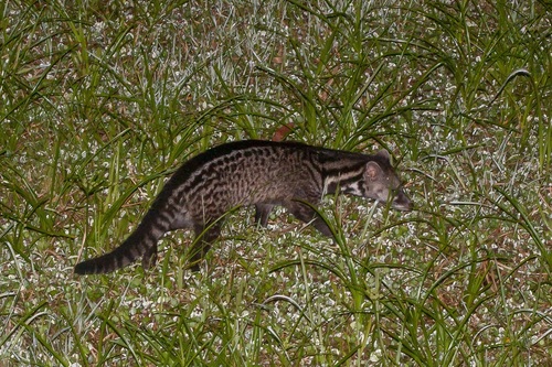 Malayan Civet