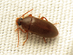 Hymenorus