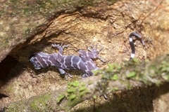 Cyrtodactylus consobrinus