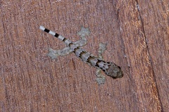 Gekko horsfieldii