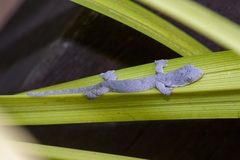 Gekko browni