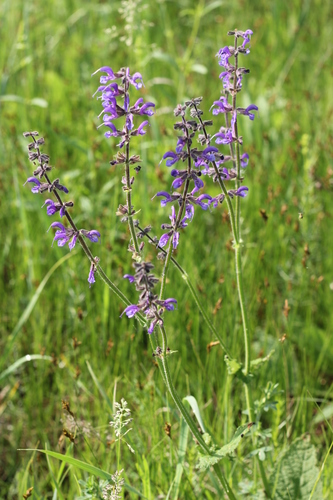 Sauge pratensis 2