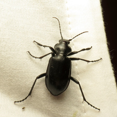Calosoma peregrinator