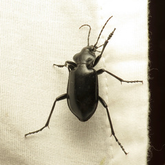 Calosoma peregrinator