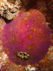 Doris pseudoargus