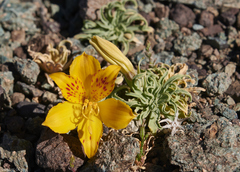 Alstroemeria patagonica