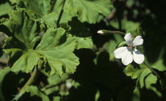 Pelargonium zonale