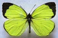 Abaeis xantochlora xantochlora