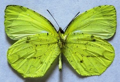 Abaeis xantochlora xantochlora