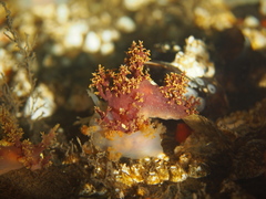 Dendronotus