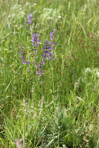 Sauge pratensis 4