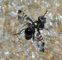 Rivellia syngenesiae