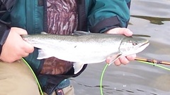Salvelinus malma