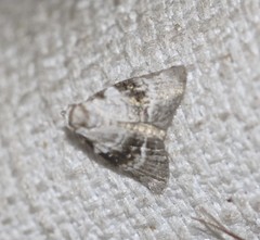 Acatapaustus metallopa