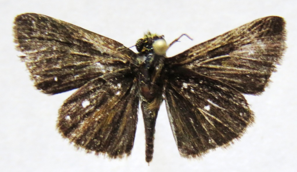 Vehilius vetula