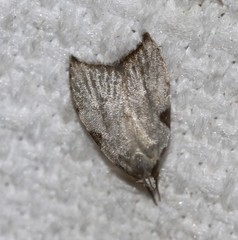 Zonopetala viscata