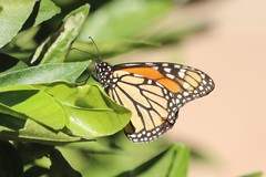 Danaus plexippus