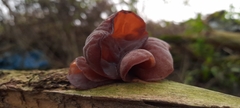 Auricularia auricula-judae