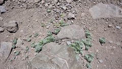 Alstroemeria spathulata