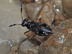 Chartoscirta cocksii