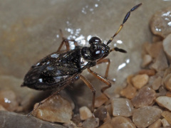 Chartoscirta cocksii