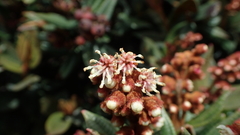 Miconia jentaculorum