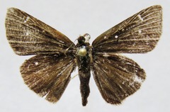 Cymaenes trebius