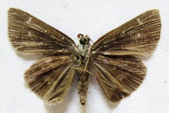 Cymaenes trebius