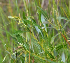 Salix sericea