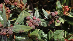 Miconia jentaculorum