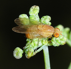 Sapromyza drahamensis