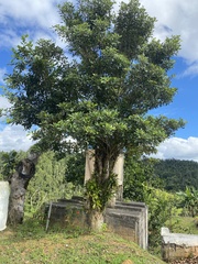 Tabebuia heterophylla