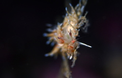 Rubramoena rubescens