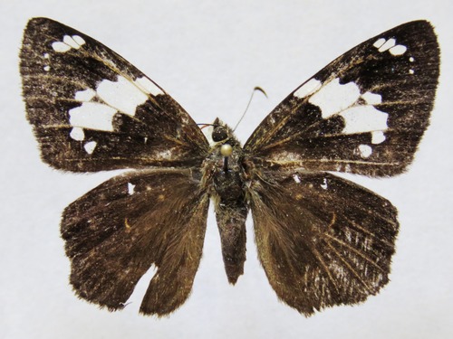 Celaenorrhinus approximatus