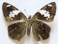 Celaenorrhinus approximatus