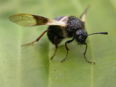 Abia fasciata