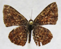 Calephelis argyrodines