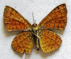 Calephelis argyrodines