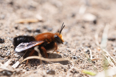 Megachile sicula