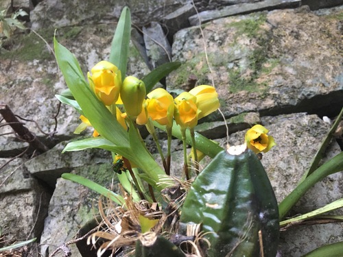 Lycaste consobrina, photograph 2