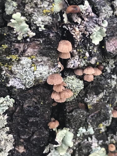 Bark Mycena