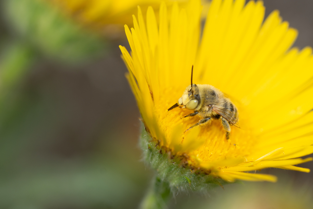 Anthophora lieftincki