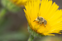 Anthophora lieftincki