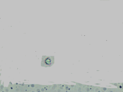 Asterostroma cervicolor