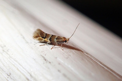 Phyllonorycter emberizaepenella