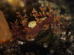 Dendronotus